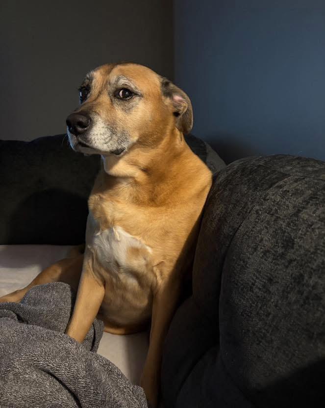 Enlarge Foster Sadie, a ADOPTABLE Black Mouth Cur in Oswego, IL image 1/4