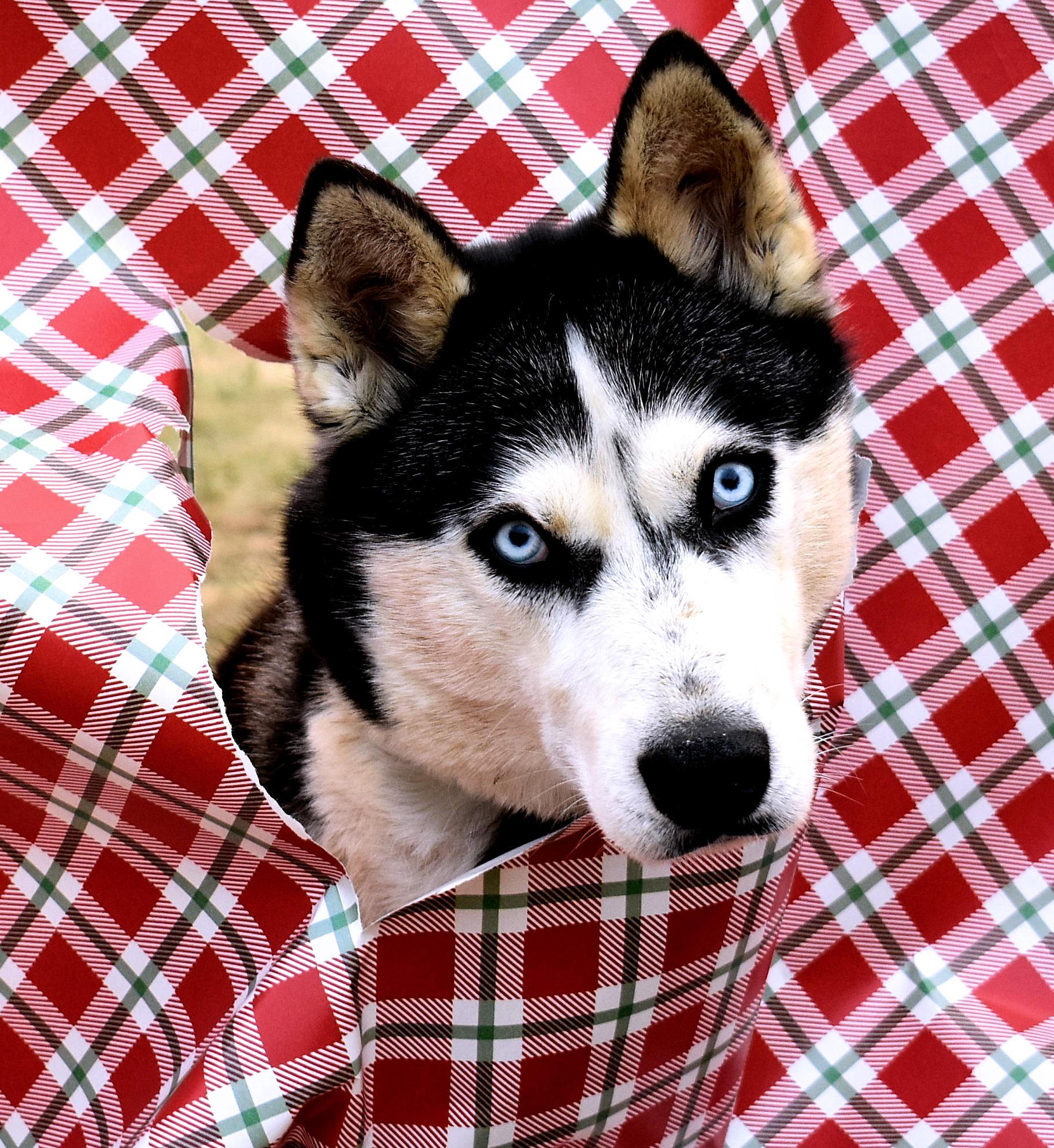 Candy, a Adopted Siberian Husky in Fredericksburg, VA image 1/6