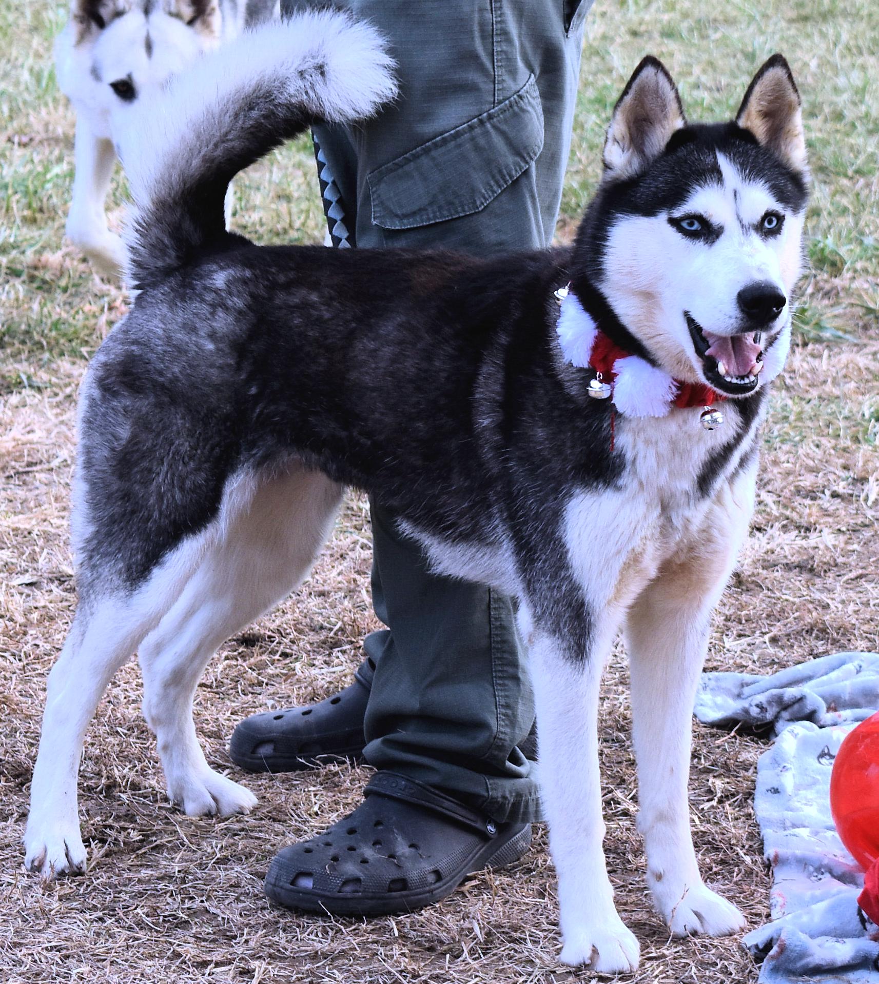 Candy, a Adopted Siberian Husky in Fredericksburg, VA image 2/6