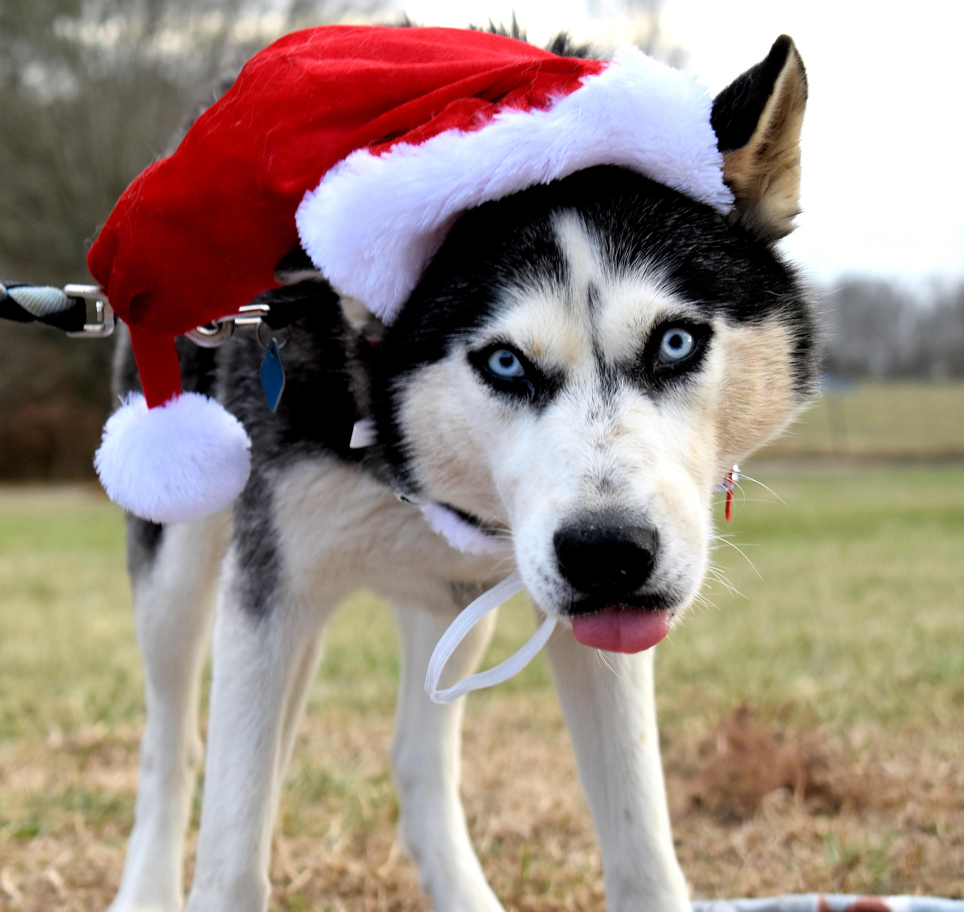 Candy, a Adopted Siberian Husky in Fredericksburg, VA image 4/6