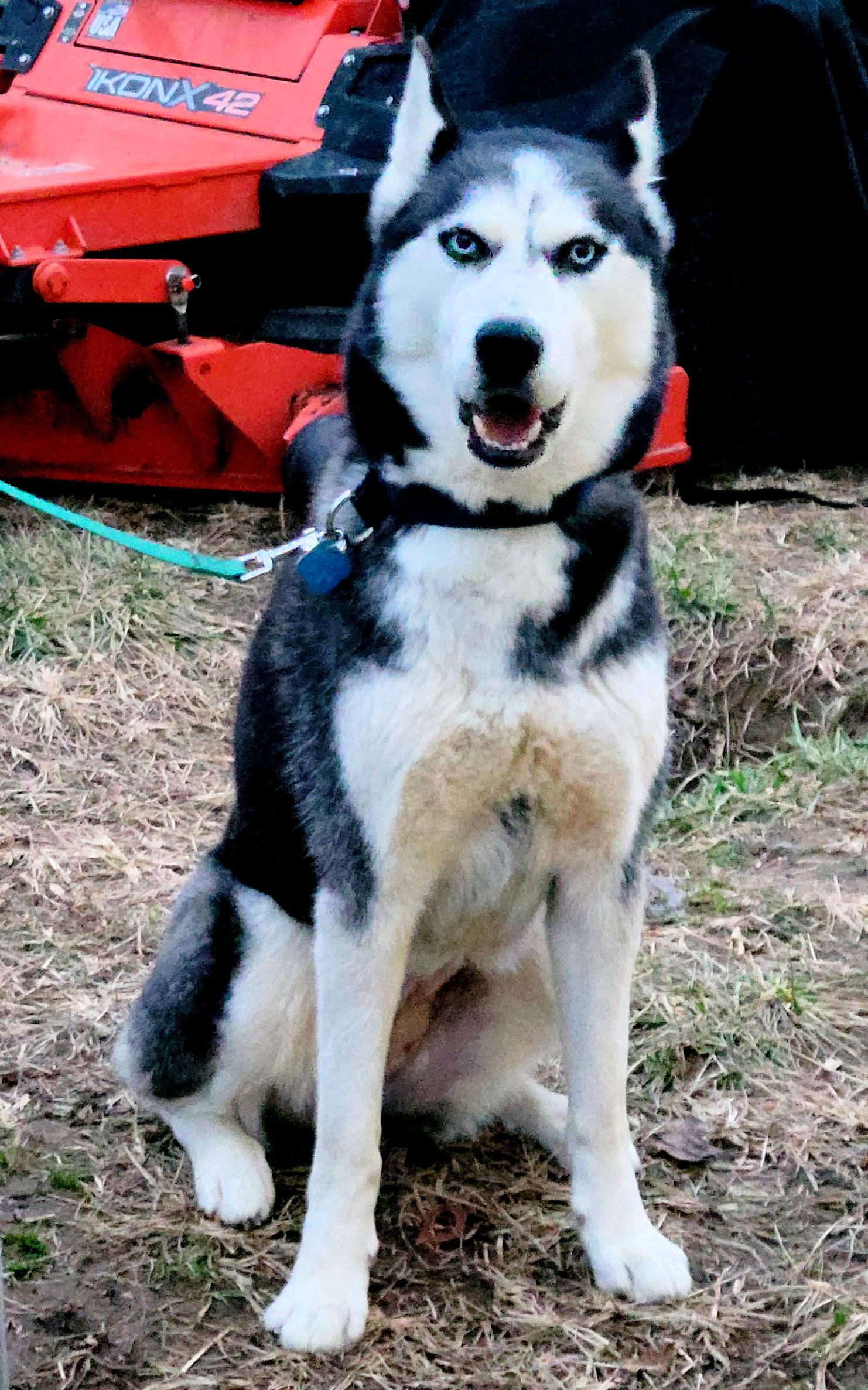 Candy, a Adopted Siberian Husky in Fredericksburg, VA image 5/6