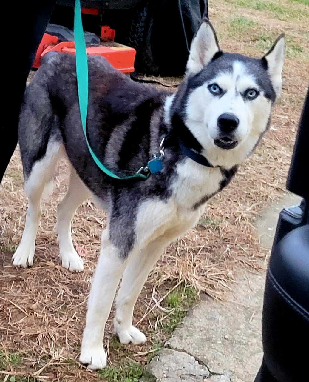 Candy, a Adopted Siberian Husky in Fredericksburg, VA image 6/6