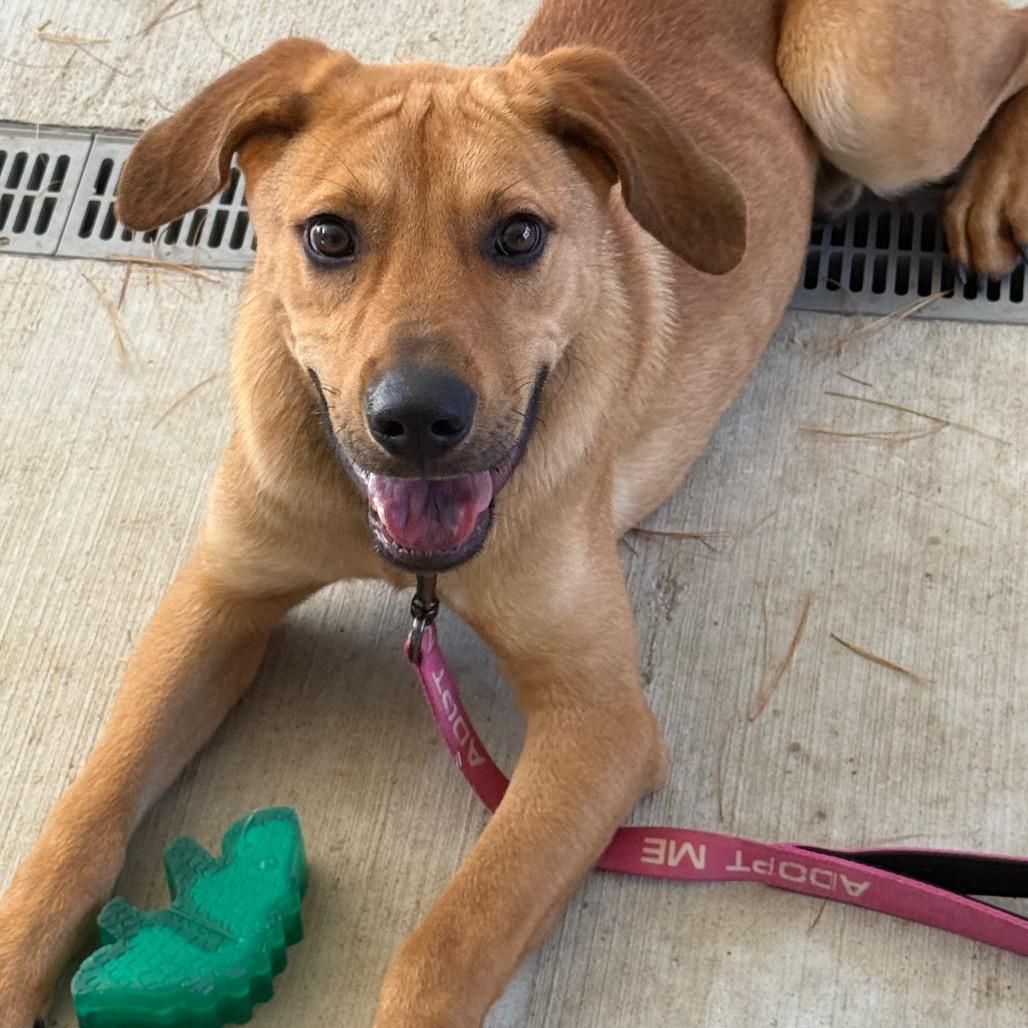 Twizzler, Adoptable, Adult Male Hound & Mixed Breed.