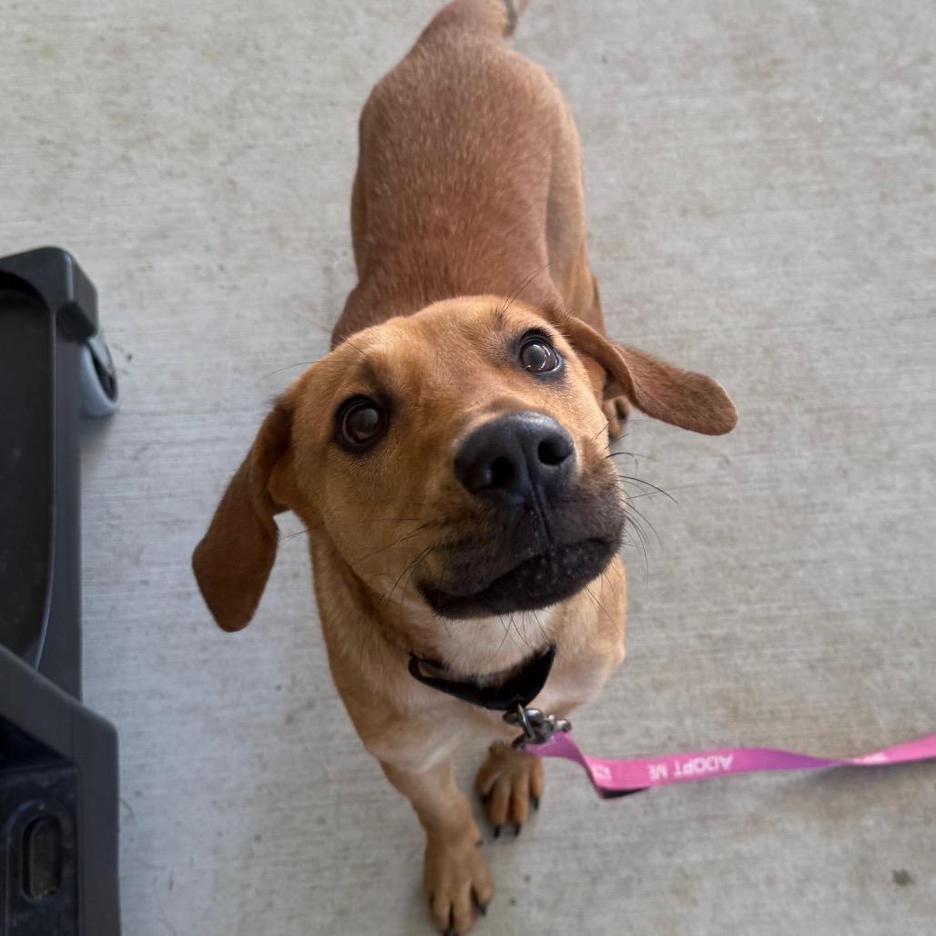 Enlarge Twizzler, a Adoptable mixed breed in Galax, VA image 2/6