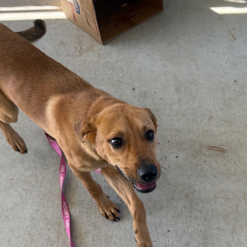 Enlarge Twizzler, a Adoptable mixed breed in Galax, VA image 4/6