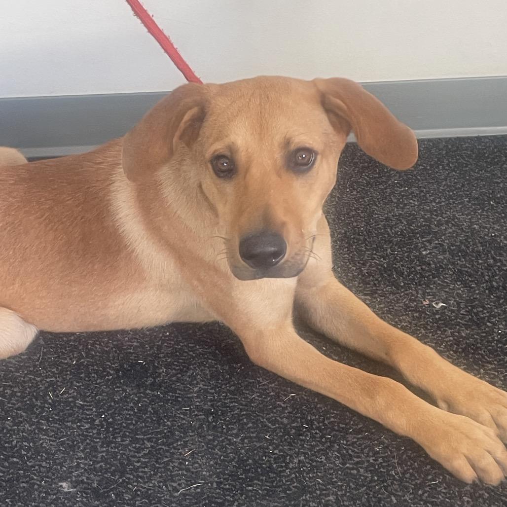 Enlarge Twizzler, a Adoptable mixed breed in Galax, VA image 6/6