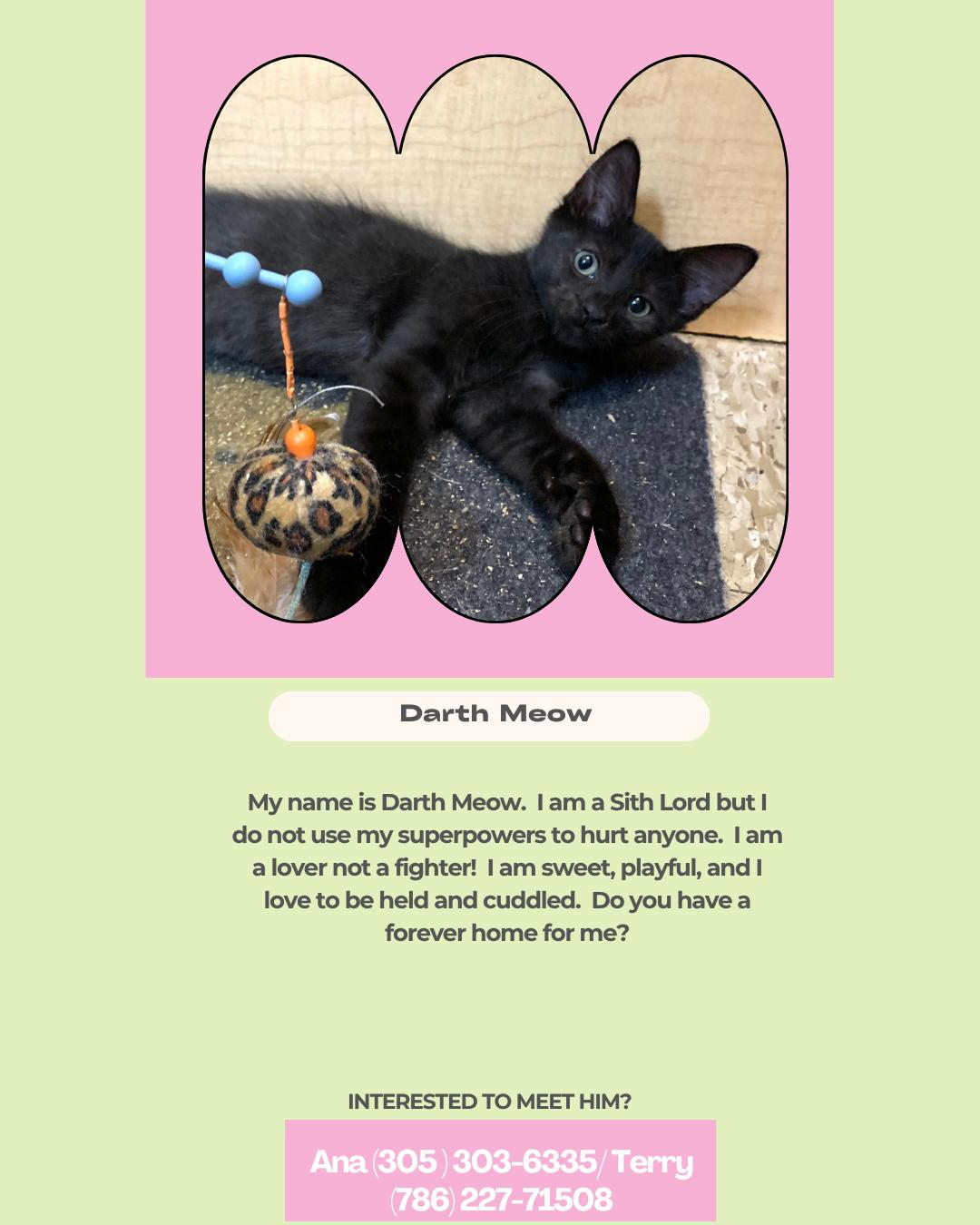 Darth meow, Adopted, Young Female Domestic Short Hair.