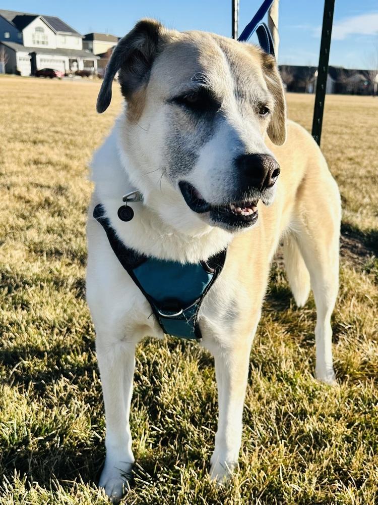 CASSIE, Adoptable, Adult Female Husky.