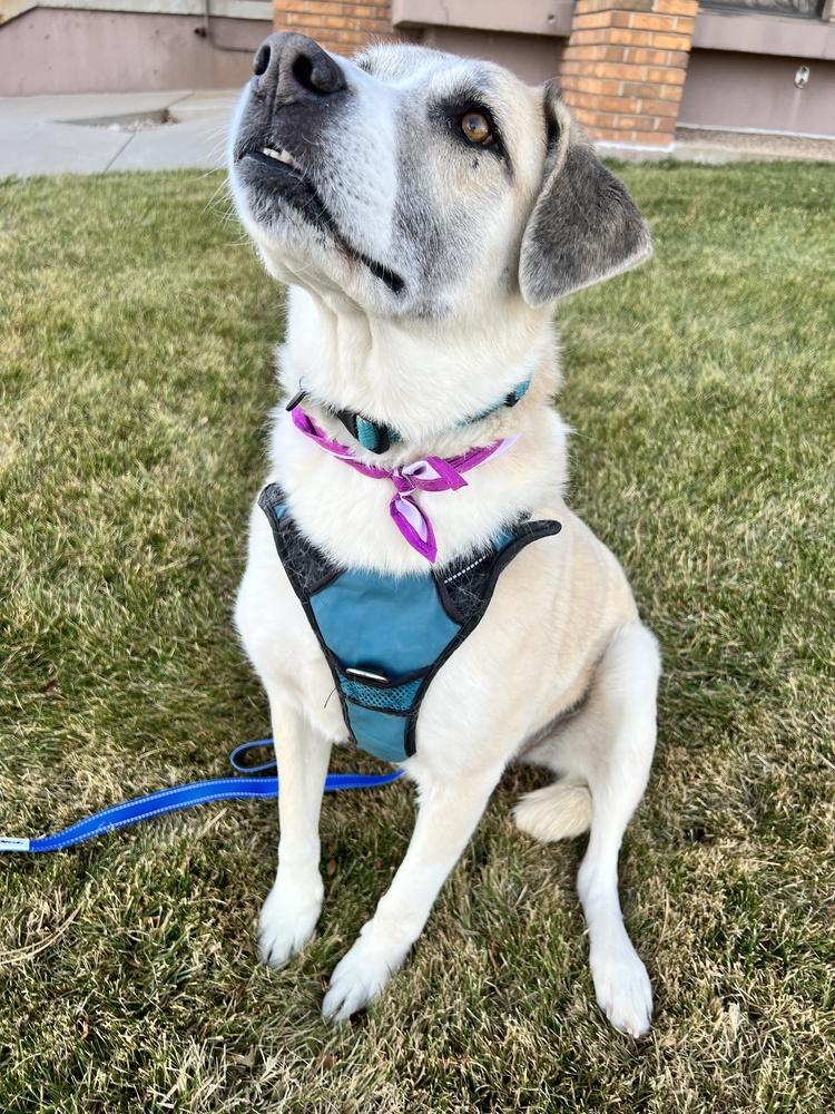 Enlarge CASSIE, a Adoptable mixed breed in Broomfield, CO image 2/6