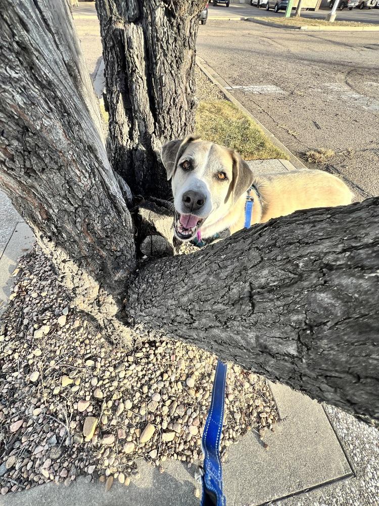 Enlarge CASSIE, a Adoptable mixed breed in Broomfield, CO image 3/6