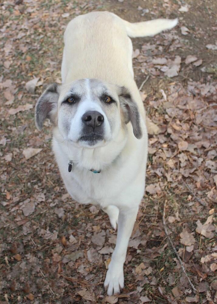 CASSIE, Adoptable, Adult Female Husky.