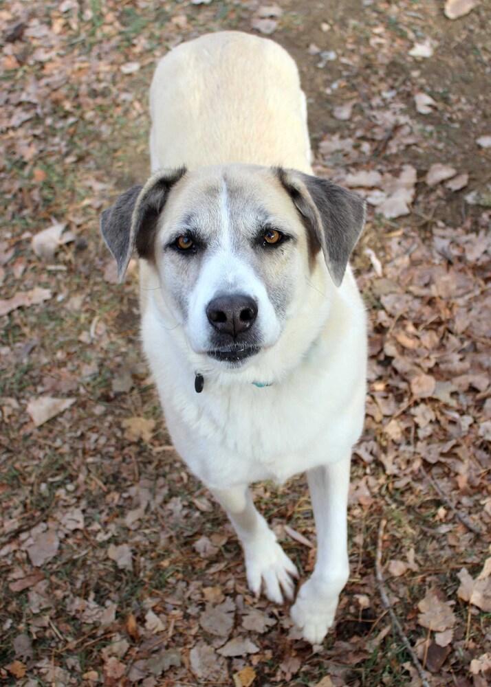 Enlarge CASSIE, a Adoptable mixed breed in Broomfield, CO image 2/2