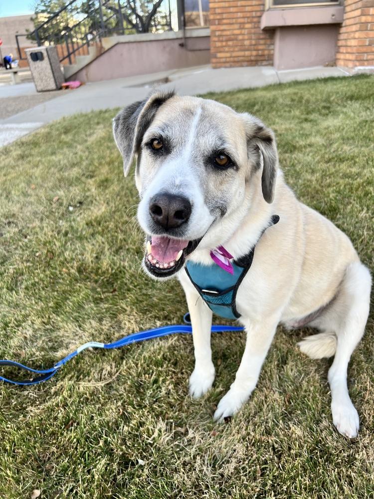 Enlarge CASSIE, a Adoptable mixed breed in Broomfield, CO image 6/6