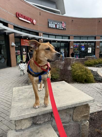 HoneyBun — thumbnail 2