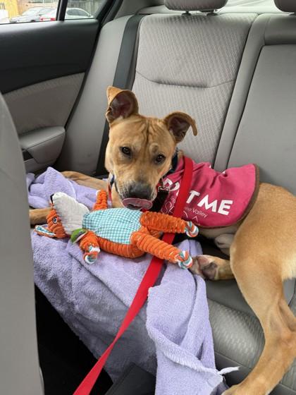 HoneyBun — thumbnail 3