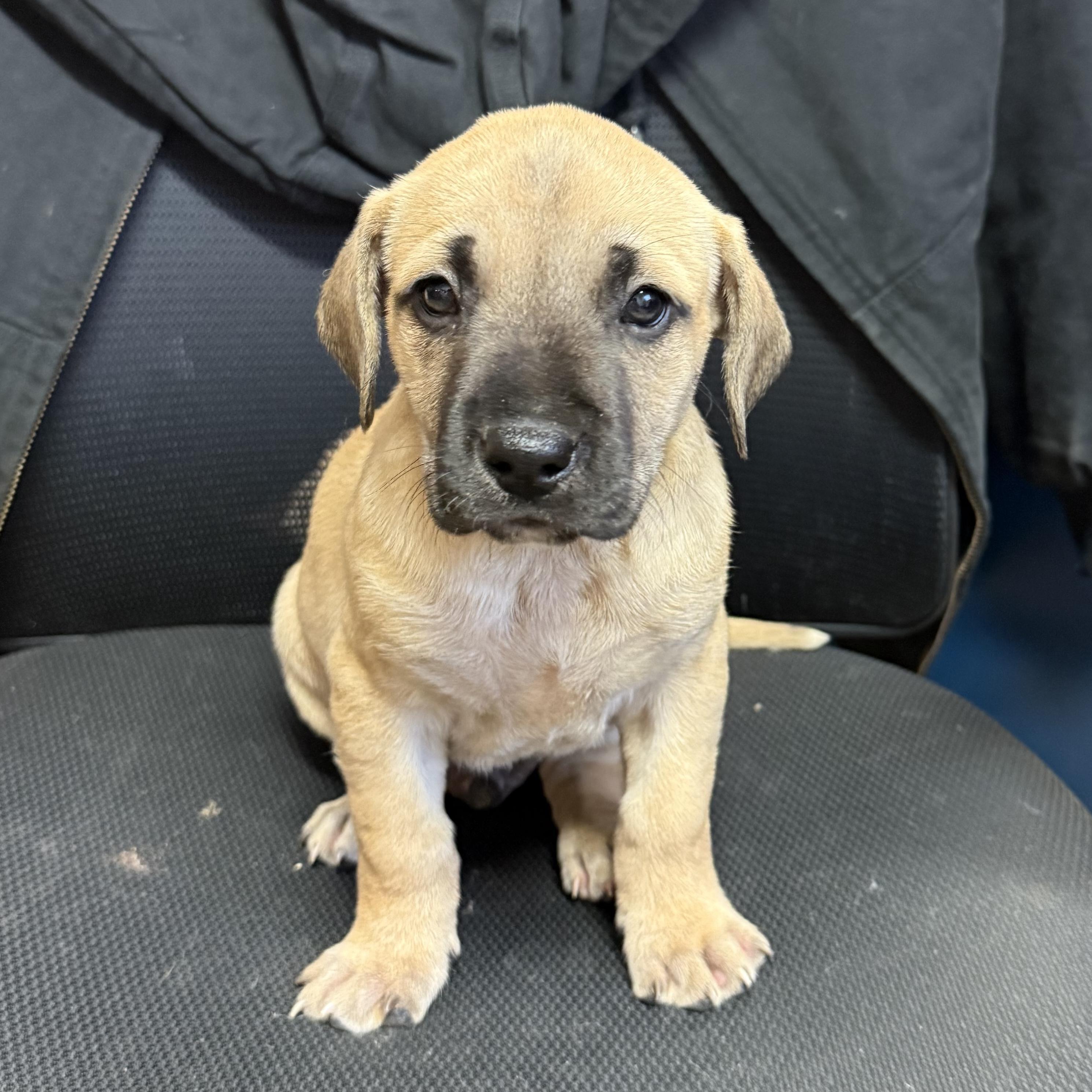 Enlarge Tidwe, an adopted mixed breed in Columbia, SC image 1/4