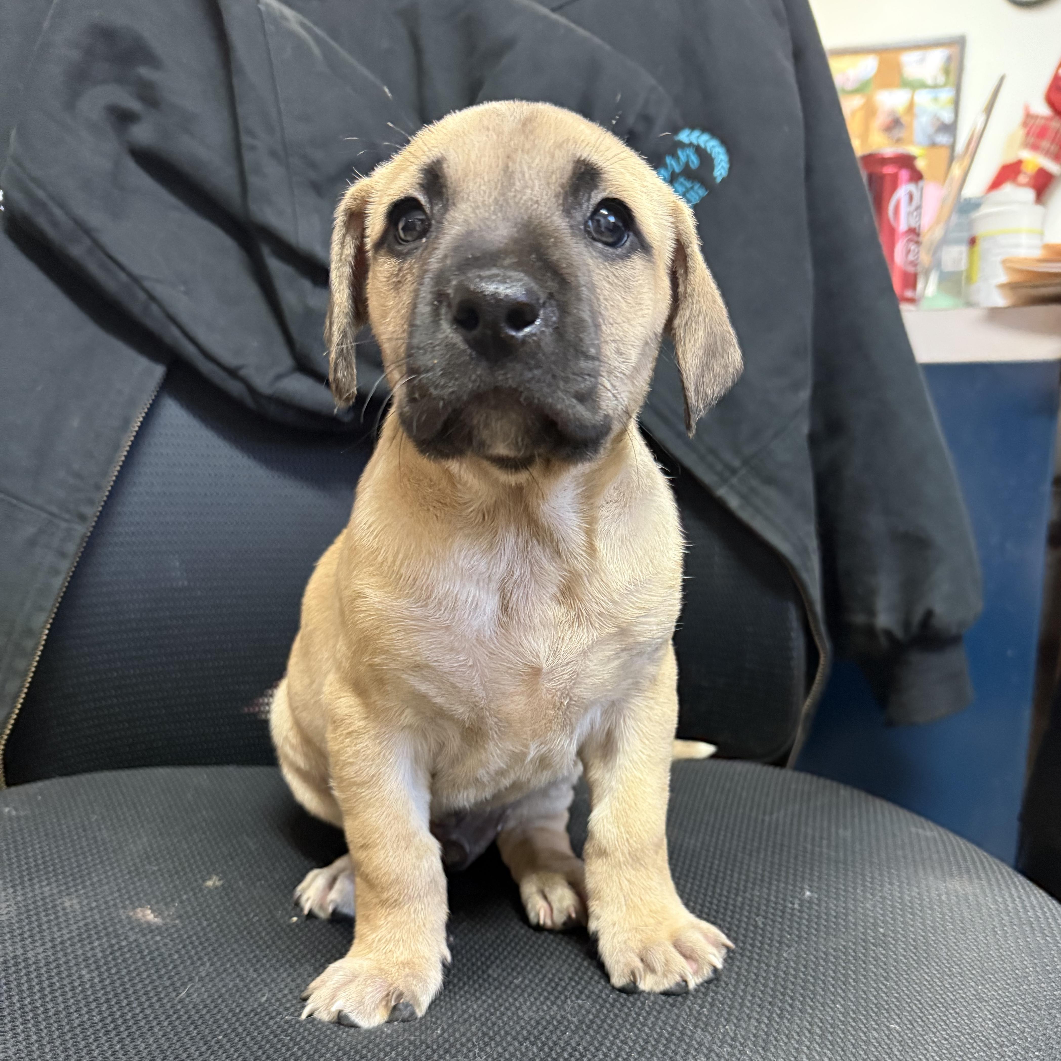 Enlarge Tidwe, an adopted mixed breed in Columbia, SC image 4/4