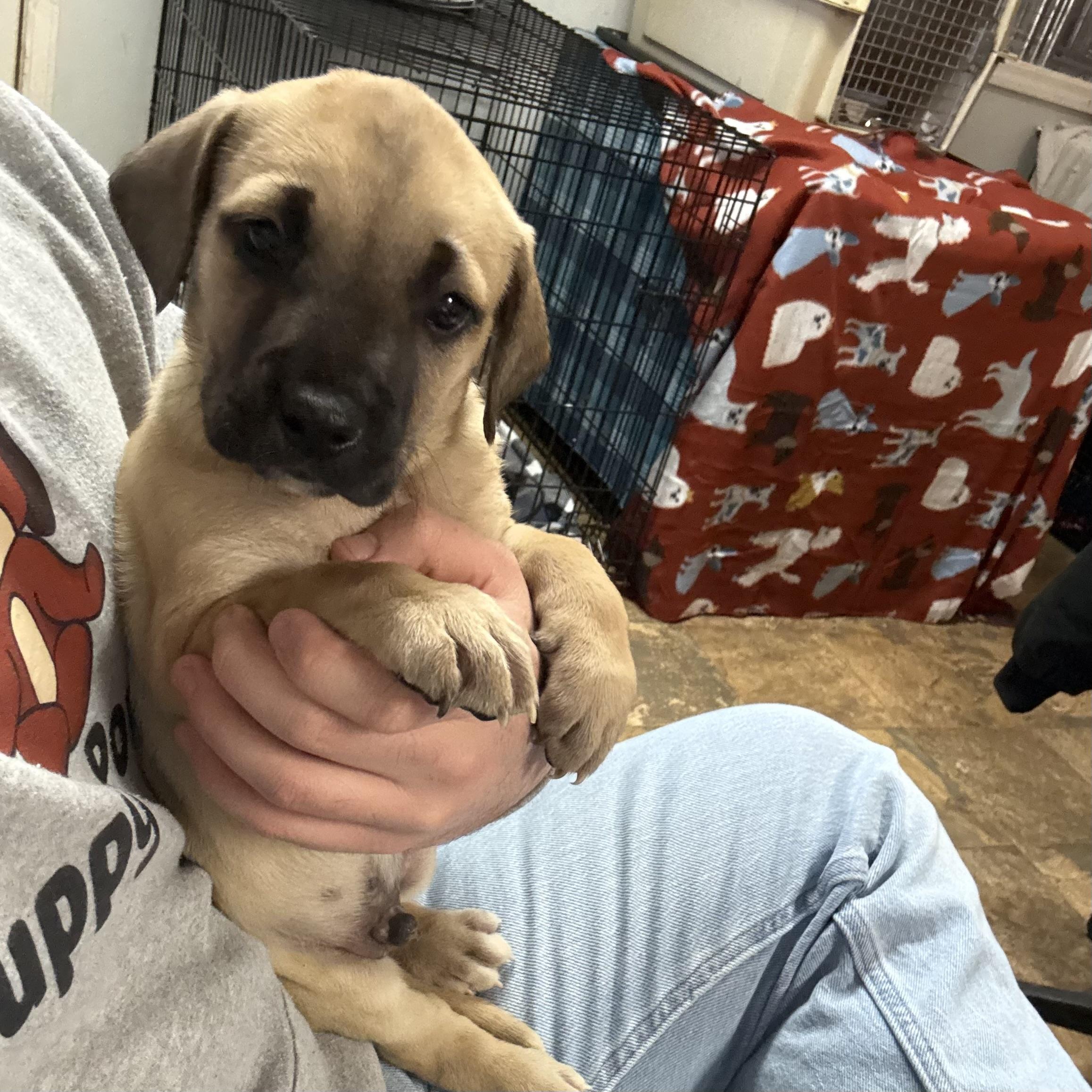 Enlarge Tidwe, an adopted mixed breed in Columbia, SC image 2/4