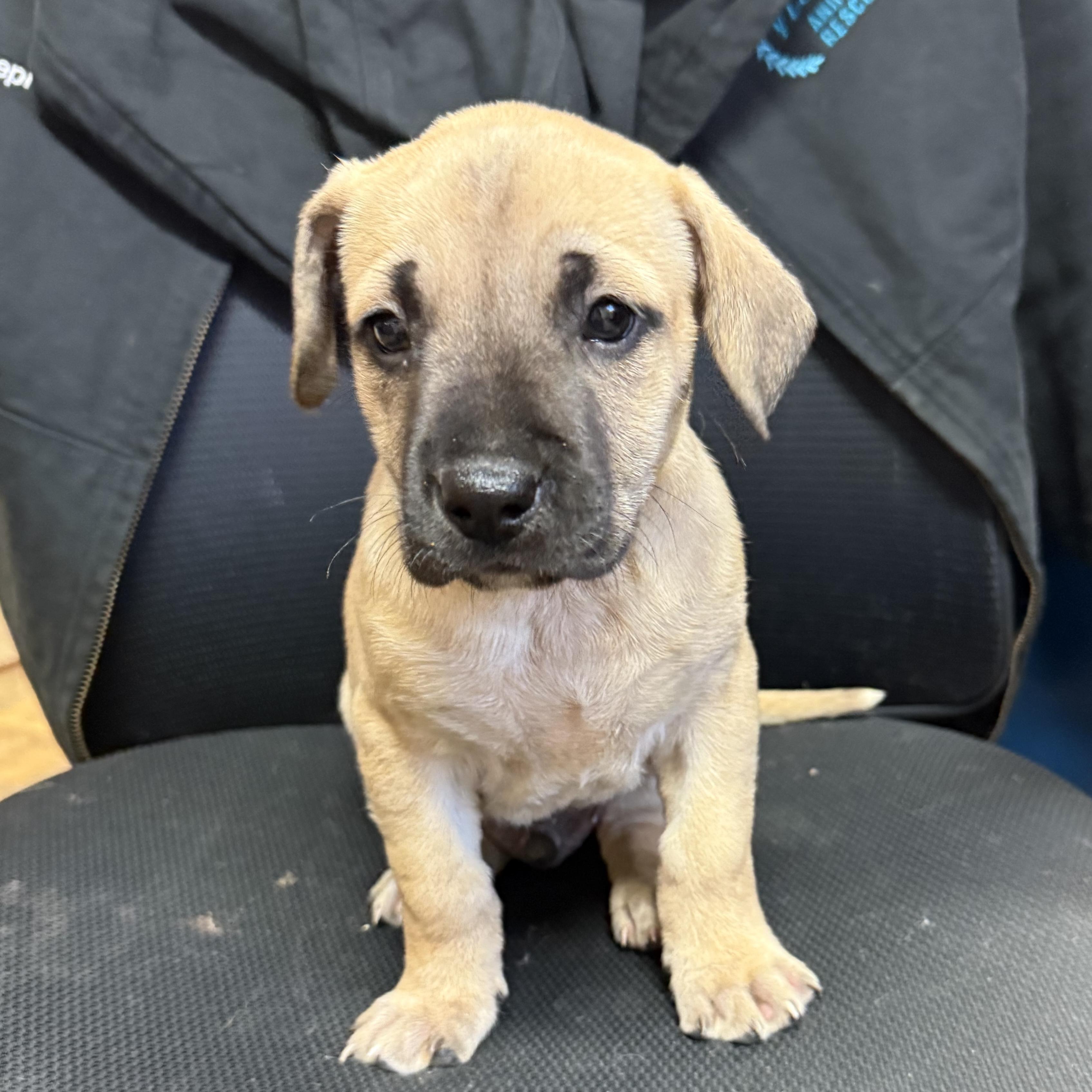 Enlarge Tidwe, an adopted mixed breed in Columbia, SC image 3/4