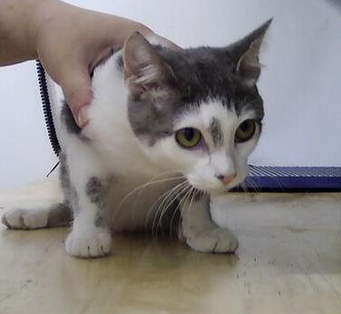 Enlarge Reese, a Adoptable Domestic Short Hair in Anoka, MN image 1/1