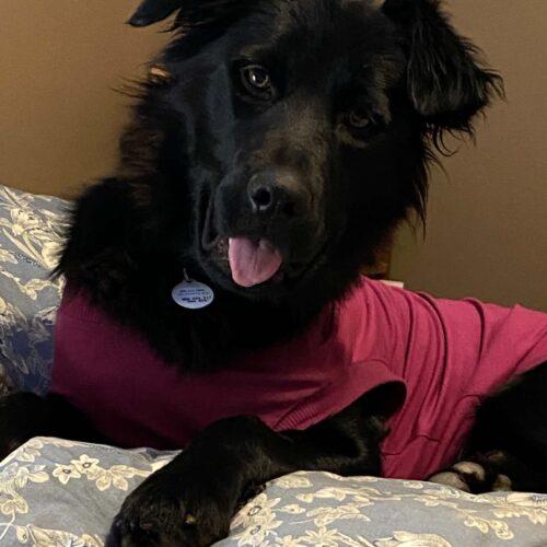 Oakley, a Adoptable mixed breed in King City, ON image 3/6