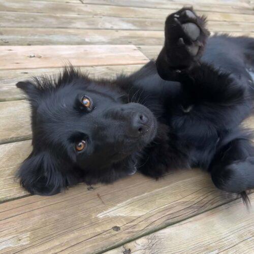 Oakley, a Adoptable mixed breed in King City, ON image 4/6