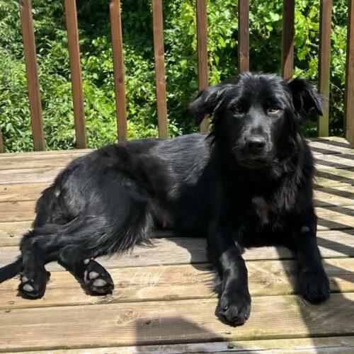 Oakley, a Adoptable mixed breed in King City, ON image 5/6