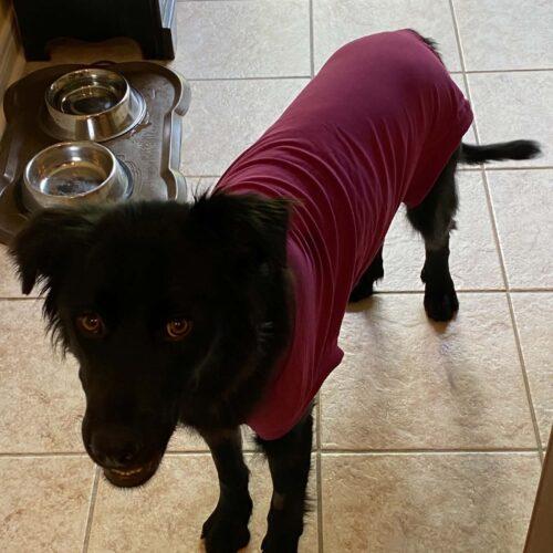 Oakley, a Adoptable mixed breed in King City, ON image 6/6