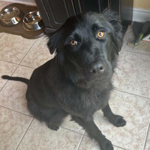 Oakley, a Adoptable mixed breed in King City, ON image 1/6