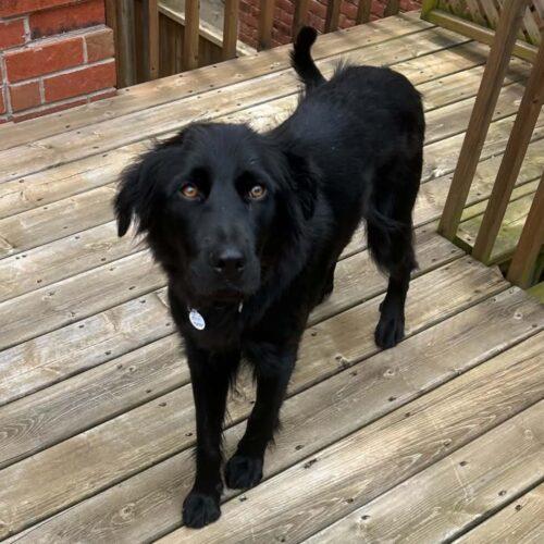 Oakley, a Adoptable mixed breed in King City, ON image 2/6