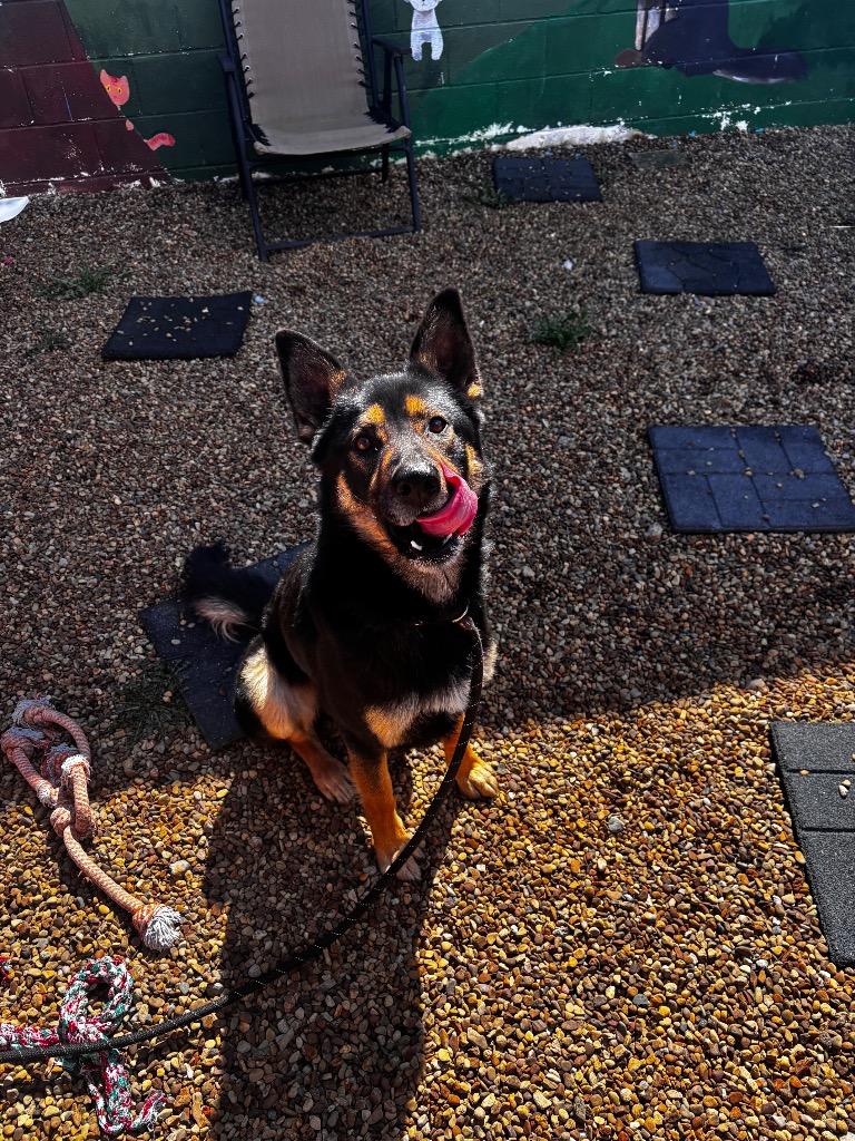 Enlarge Diesel, a Adoptable German Shepherd Dog in New Manchester, WV image 1/6