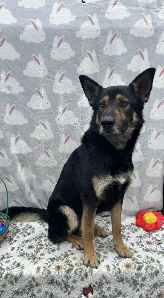 Enlarge Diesel, a Adoptable German Shepherd Dog in New Manchester, WV image 2/6