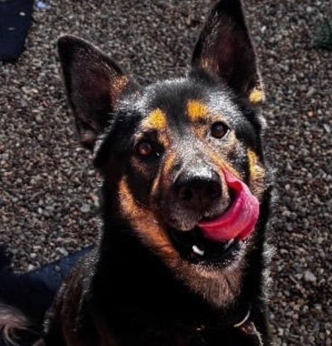 Enlarge Diesel, a Adoptable German Shepherd Dog in New Manchester, WV image 3/6
