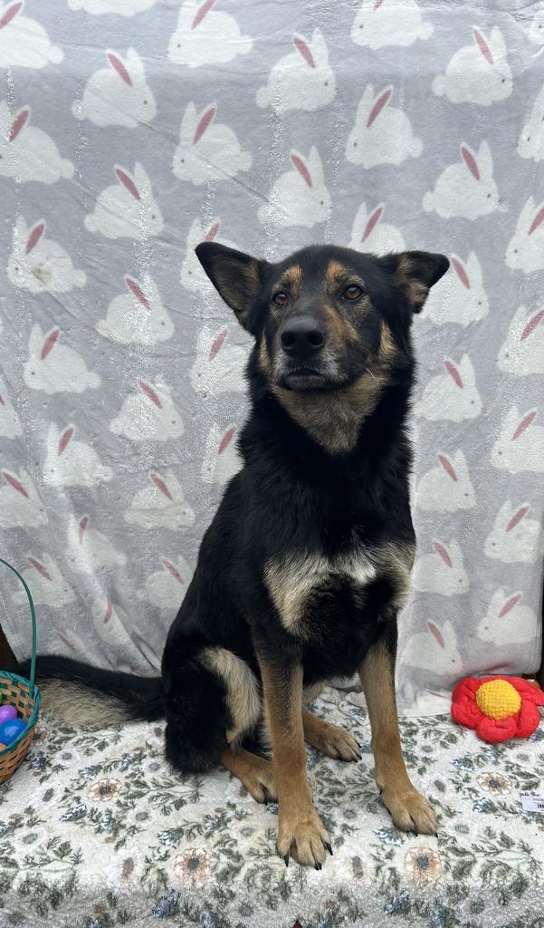 Enlarge Diesel, a Adoptable German Shepherd Dog in New Manchester, WV image 4/6