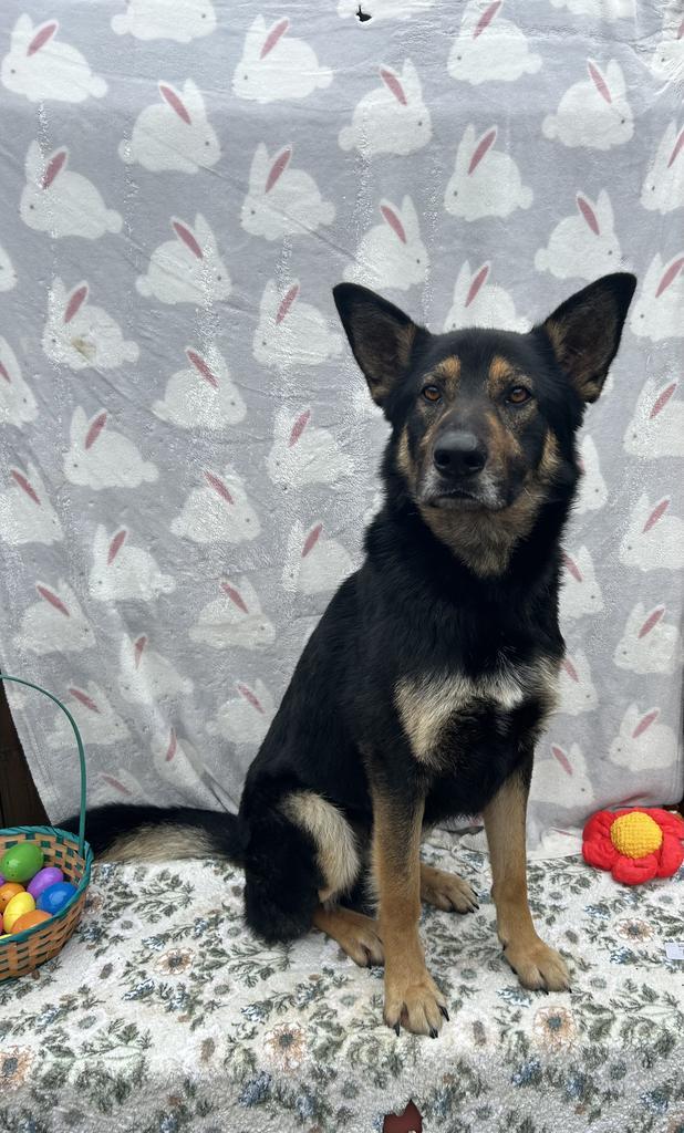 Enlarge Diesel, a Adoptable German Shepherd Dog in New Manchester, WV image 5/6