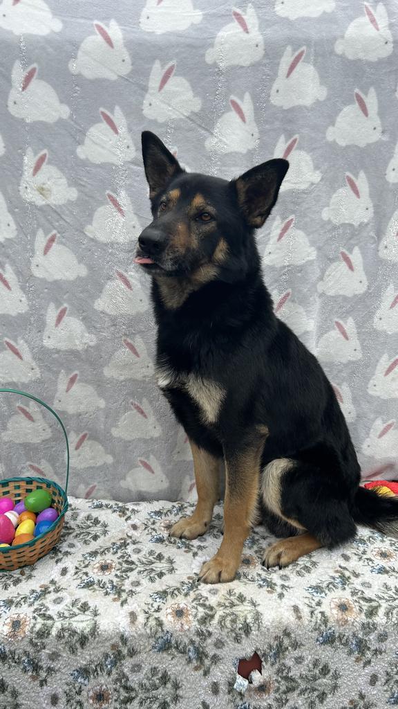 Enlarge Diesel, a Adoptable German Shepherd Dog in New Manchester, WV image 6/6