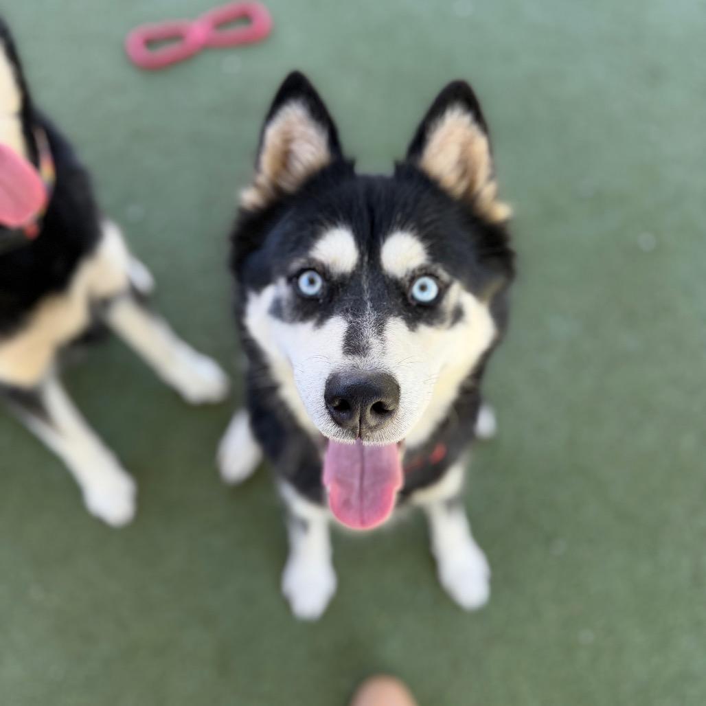 Enlarge Sally, a Adoptable Siberian Husky in Upland, CA image 2/3