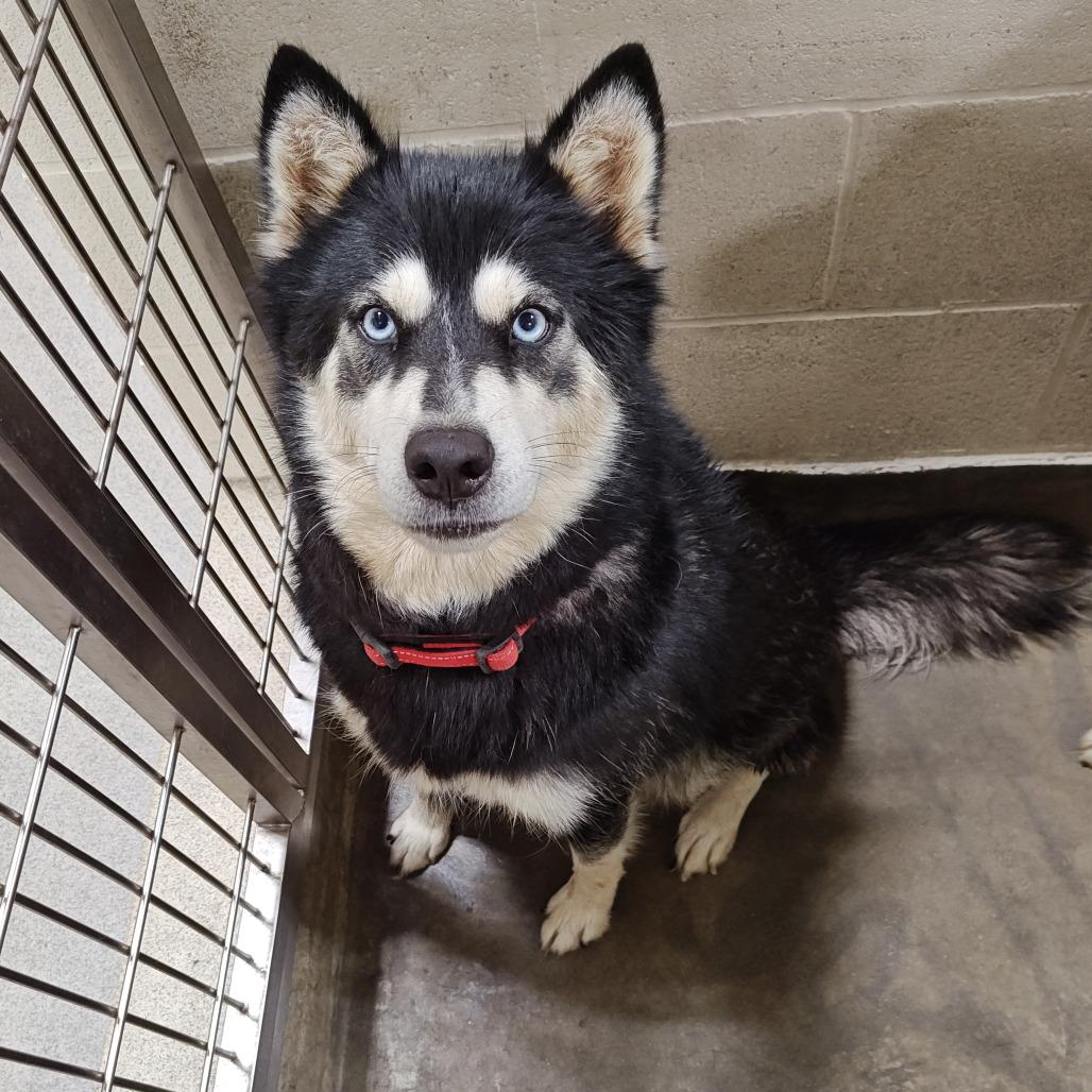 Enlarge Sally, a Adoptable Siberian Husky in Upland, CA image 3/3