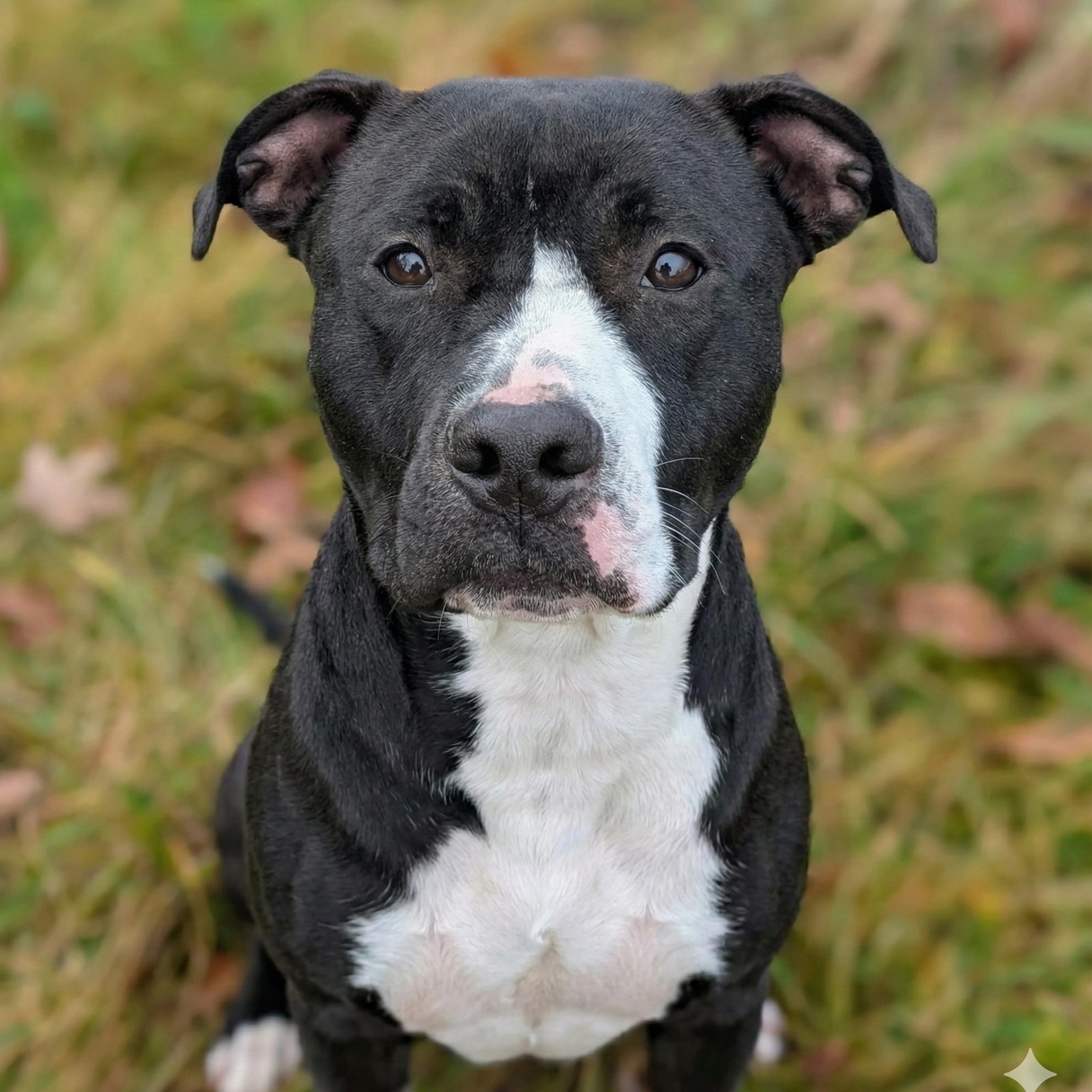 187621 Grace LOOKING FOR OWNER, Adoptable, Adult Female Pit Bull Terrier.