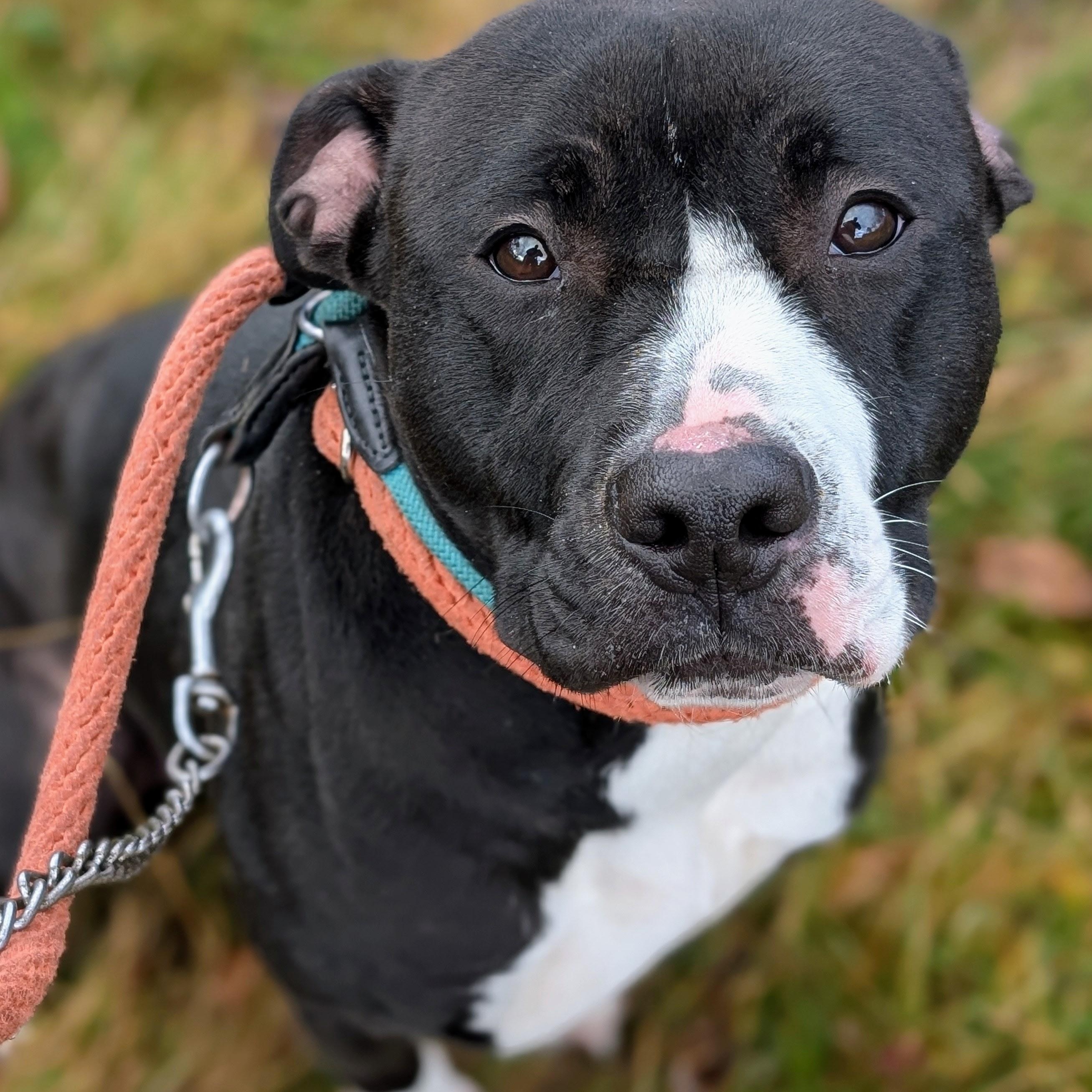 Enlarge 187621 Grace LOOKING FOR OWNER, a Adoptable Pit Bull Terrier in Ravenna, OH image 4/6