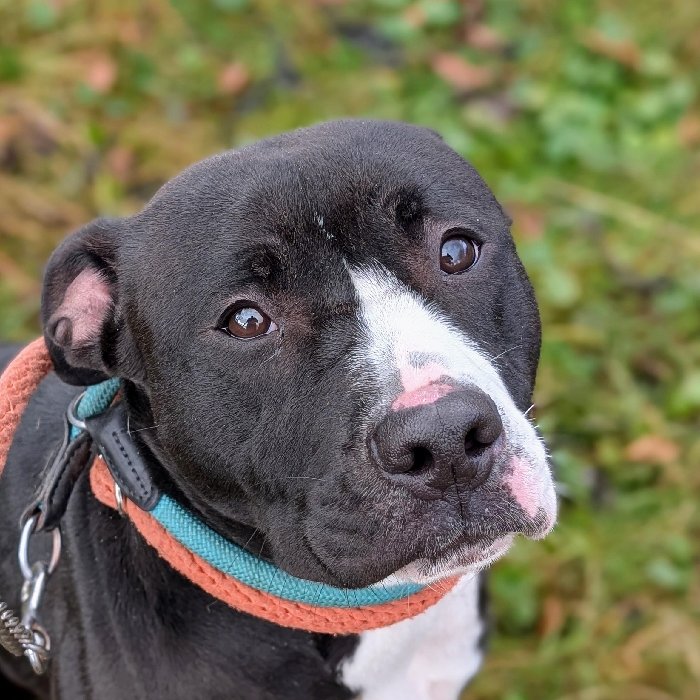 Enlarge 187621 Grace LOOKING FOR OWNER, a Adoptable Pit Bull Terrier in Ravenna, OH image 2/6