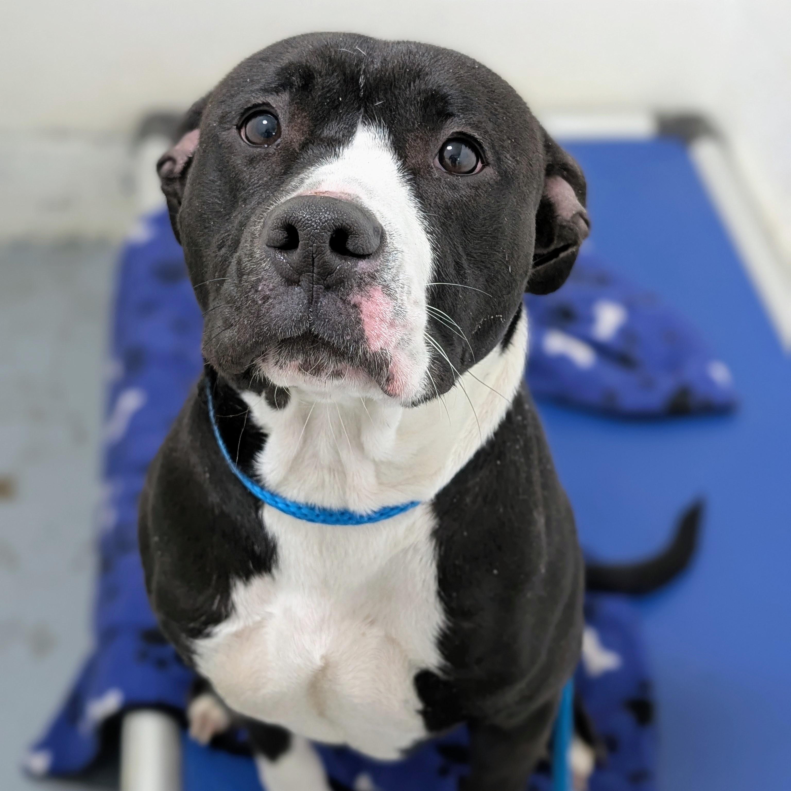 Enlarge 187621 Grace LOOKING FOR OWNER, a Adoptable Pit Bull Terrier in Ravenna, OH image 3/6