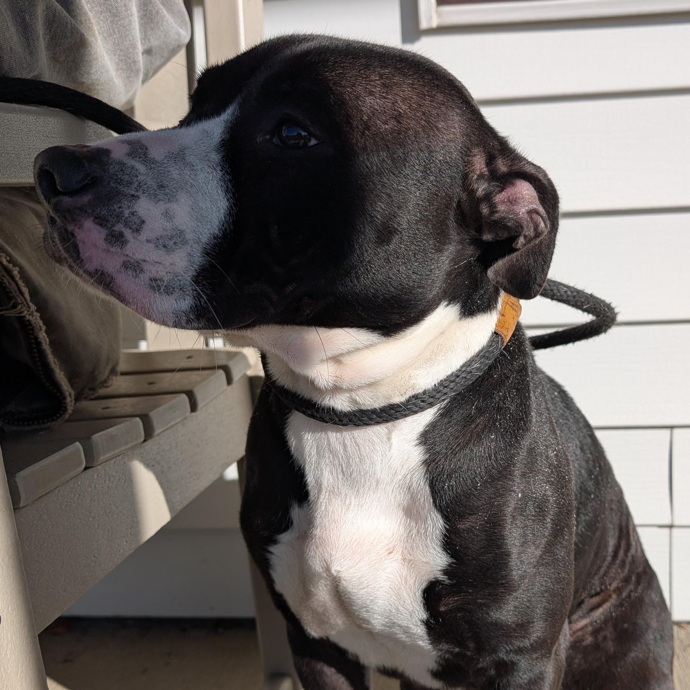 Enlarge 187621 Grace LOOKING FOR OWNER, a Adoptable Pit Bull Terrier in Ravenna, OH image 5/6