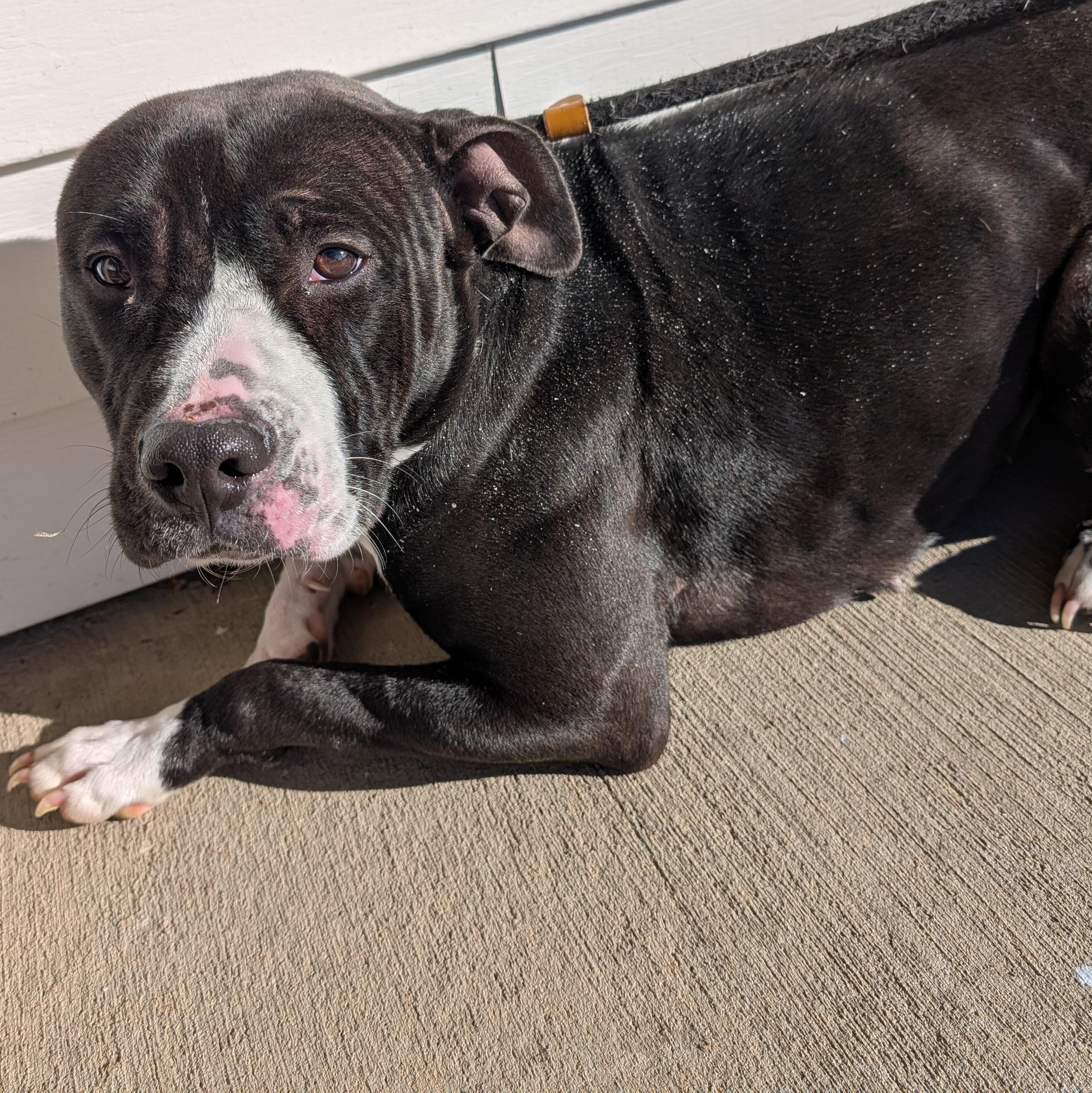 Enlarge 187621 Grace LOOKING FOR OWNER, a Adoptable Pit Bull Terrier in Ravenna, OH image 6/6