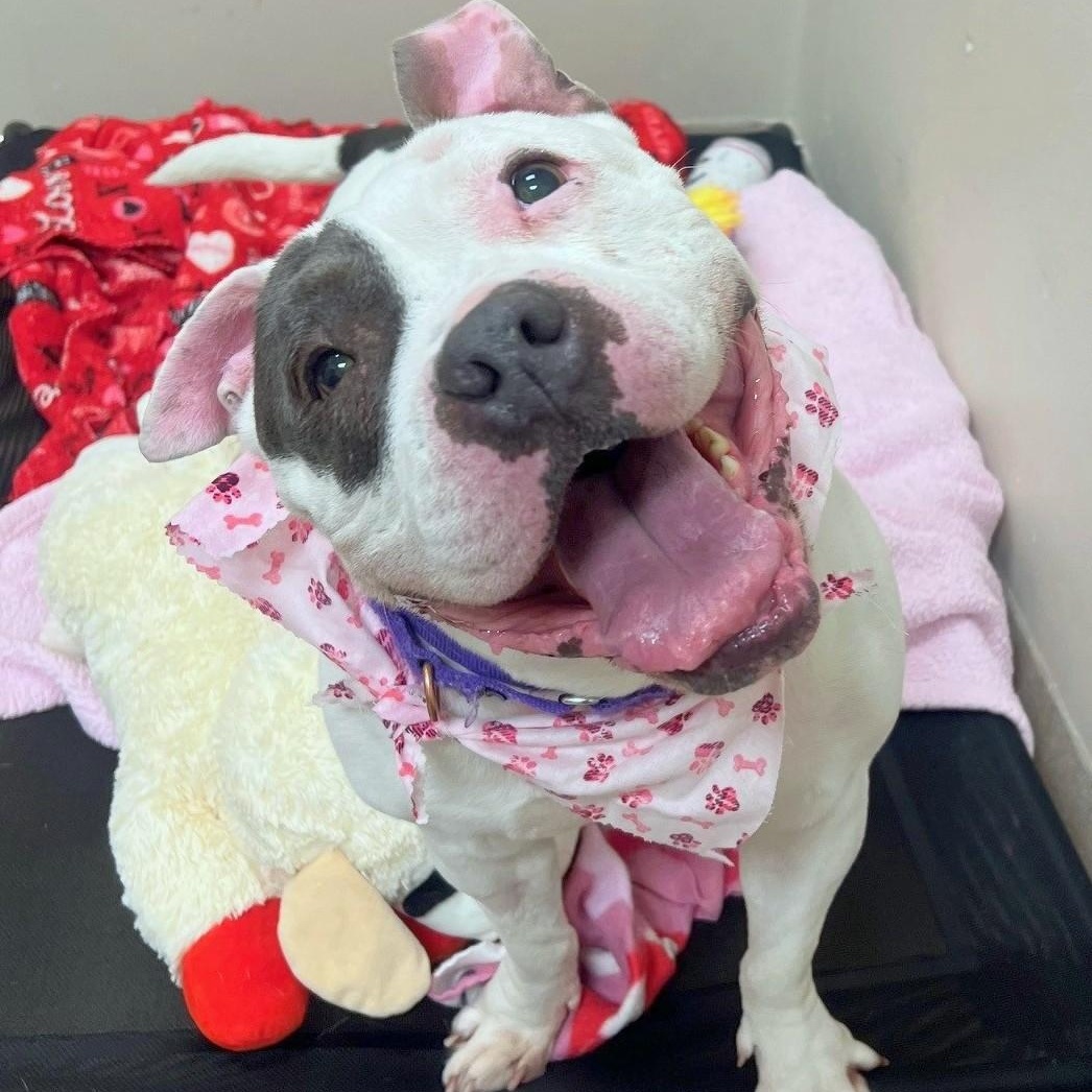 Mabel-A very special girl, ADOPTABLE, Adult Female Mixed Breed.