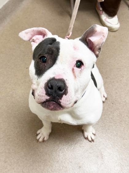 Enlarge Mabel-A very special girl, a ADOPTABLE mixed breed in Oshkosh, WI image 2/6