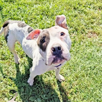 Enlarge Mabel-A very special girl, a ADOPTABLE mixed breed in Oshkosh, WI image 5/6