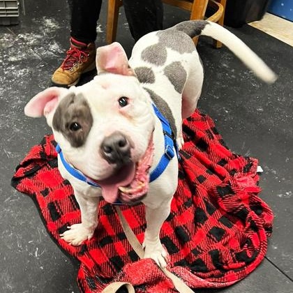 Enlarge Mabel-A very special girl, a ADOPTABLE mixed breed in Oshkosh, WI image 4/6