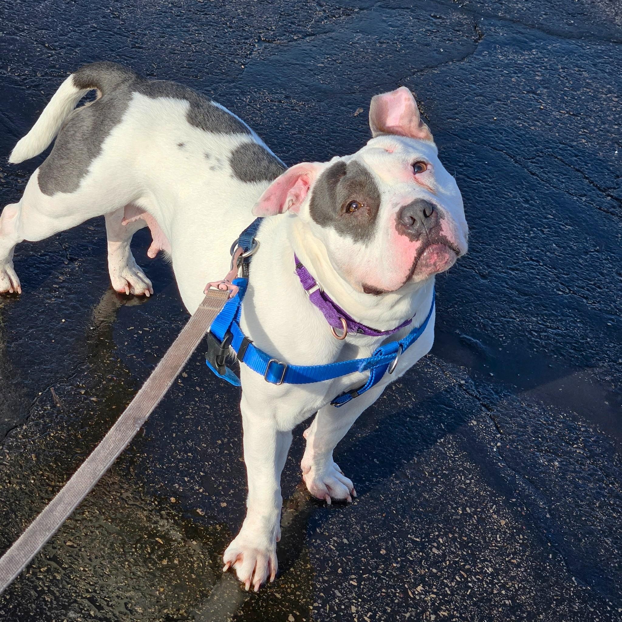 Enlarge Mabel-A very special girl, a ADOPTABLE mixed breed in Oshkosh, WI image 3/6