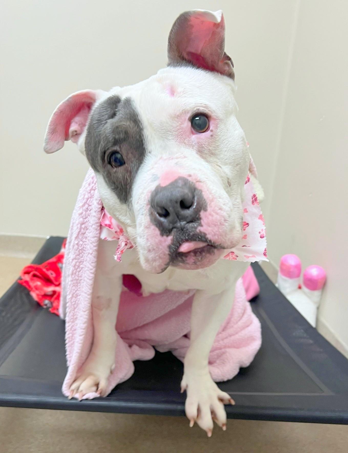 Enlarge Mabel-A very special girl, a ADOPTABLE mixed breed in Oshkosh, WI image 6/6